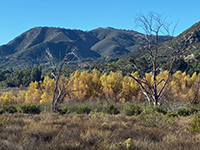 Riparian habitat along Del Dios Creek in Del Dios Community Park.