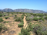 View looking north along the Mid-Mesa Trail at recovering coastal sage scrub plant community and the Del Dios Highlands in the distance.