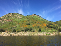 Poppies blooming on the south-facing slop on the Mid-Valley Mesa next to Lake Hodges.