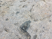 Basalt xenoliths in tonalites in the outcrops along the Bernardo Bay Trail.