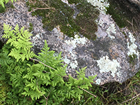 Palozoic plants: lichens, mosses, ferns