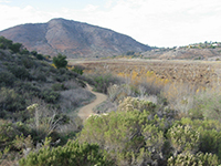 View looking along the Bernardo Bay Trail along the dry shorline of the east end of Lake Hodges.