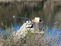 Boat Launch dock with white pelicans.