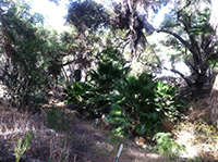 Invasive Mexican Fan Palms along Felicita Creek.