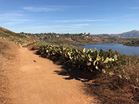 View looking east along the North Shore Coast To Crest Trail lined with prickly pear cactus.