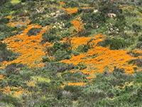 A patch of poppies blooming along the Mid-Mesa Trail