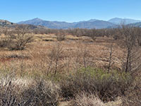 Wetlands on the east side of I-15 in the San Pasqual Valley near Mule Hill.