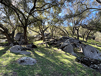 Granitic bedrock exposed in outcrops among oak trees along the lower Pamo Valley Trail.