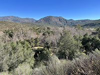 View looking east at the oak and sycamore  forest that covers the floodplain of Santa Ysabel Creek