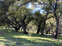 Live oak forest and grassland habitat along the lower Pamo Valley Trail.