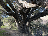 View of one of many large live oaks along the lower Pamo Valley Trail. 