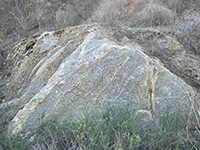 Granitic gneiss bedrock outcrop along the lower Pamo Valley Trail.
