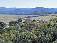 Riparian woodlands habitat stands out as a curving line across the Ramona Graslands. Coastal Sage Scrub habitat is in the foreground. Forest covered mountains are in the distance.