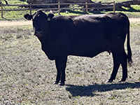 A Black Angus cow near the trail in the Ramona Grasslands.
