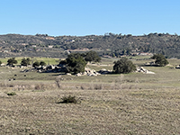 Flat grass-covered fields with small granite outcrop areas histing scattered oak trees.