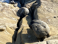Concretion weathering out along fractures in Cretaceous sandsone in sea cliff east of La Jolla Cove.