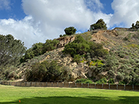 Hillside exposures of conglomerate (Pleistocene age river gravels) next to the ball field.