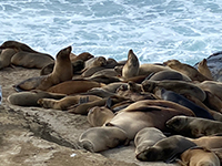 Sea lions on the rocky shore at La Jolla Point.