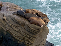Sea lions resting on an outcrop of dipping Cretaceous strata.