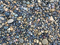 Wave-rounded beach cobbles and gravel on the beach eroded from older marine terrace deopsits.