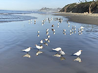 Royal terns reflecting on the beach.