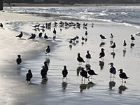 A flock of seagulls and other shorebirds.