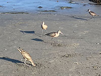 Curlews feeding on the beach.