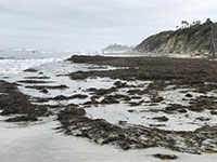 San Elijo State Beach covered with massive amount of seaweed after an early winter storm.