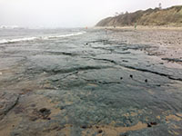 The exposed wave-cut platform at low tide on San Elijo State Beach when the sand has been eroded away.