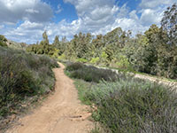 View of the dirt trail and road passing along a grove of eucalyptus trees along the stream bed.