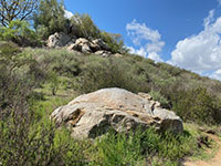 A gray boulder of blueschist rises above the sagebrush along the trail
