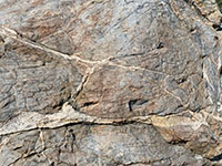 Close-up view of the blueschist (migmatite) block along the trail shown in Figure 40.
