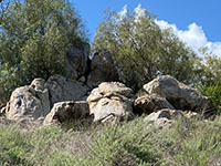 Rounded outcrops of gray rock (blueschist) on a hillside below trees.