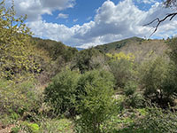 View of mixed tree and shrub vegetation along Sycamore Creek.