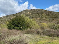 The rocky and tree covered peak of Sycamore Ridge east of Sycamore Creek valley.
