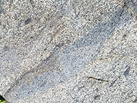 A disk-shaped dark inclusion that appears stretched during partial melting before the surrounding granite crystallized. 