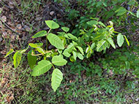 Poison Oak - leaves of three, let it be!
