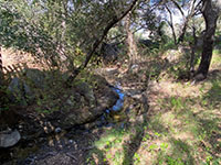 View of a small clearwater stream flowing through a forested area.