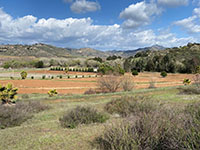 View of a grassy hillside and barren dirt fields along the Highland Valley Trail in the vicinity of a Christmas Tree nursery.