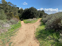 View of an intersection of two trails. The Highland Valley Trail goes into the oak forest to the left.