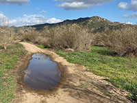Large puddle along the Mule Hill Trail in wetlands area.