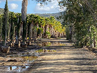 Trail borders a large tree nursery with large palms and large puddles from a recent rain..