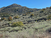A coastal sage scrub plant community on the mountainside by the Old Coach Trail.