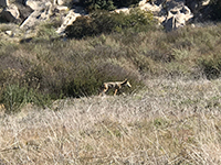 Coyote on a grassy slope.
