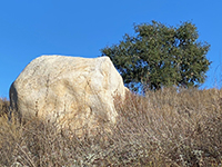 A large white granite boulder and an oak tree on a grassy slope.