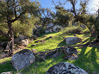 Boulders, grassy slope, and oak trees along the Raptor Ridge Trail.