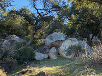 Large boulders among oak trees.