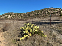 Trailside cactus with field and forested rocky slope in distance.
