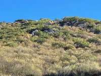Coastal sage scrub plant community on a hillside with boulders.