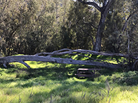 Eucalyptus grove along the Raptor Ridge Trail.